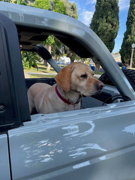 Is the 2021+ Ford Bronco Dog Friendly?